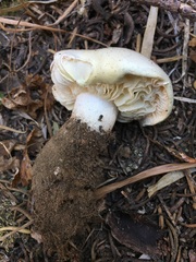 Tricholoma saponaceum image