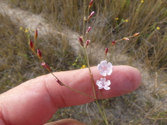 Limonium anthericoides