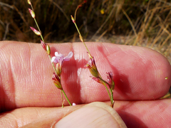 Limonium anthericoides