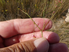 Limonium anthericoides