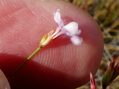 Limonium anthericoides