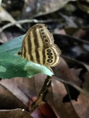 Ragadia makuta siponta