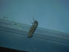 Abantiades latipennis