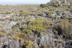 Diastella divaricata divaricata