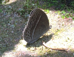 Mycalesis janardana