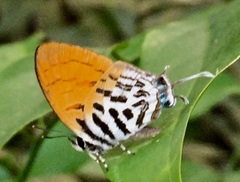 Drupadia ravindra moorei