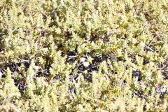 Diastella divaricata divaricata
