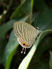 Jamides celeno aelianus