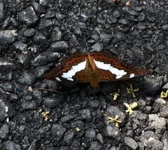 Moduza procris milonia