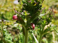 Pedicularis gyroflexa