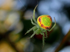 Araneus circulissparsus
