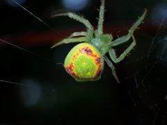 Araneus circulissparsus