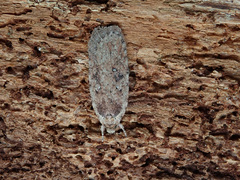 Agonopterix heracliana