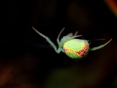 Araneus circulissparsus