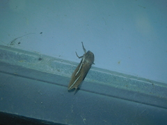 Abantiades latipennis