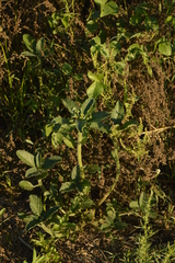 Caperonia castaneifolia