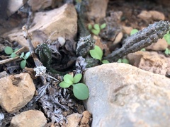 Echidnopsis insularis