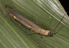 Copiocera specularis