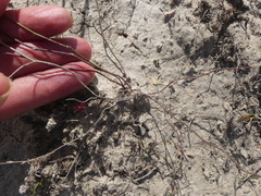 Limonium anthericoides