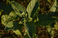 Caperonia castaneifolia