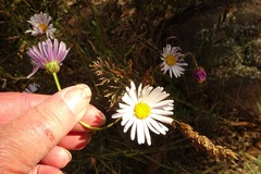 Brachyscome aculeata