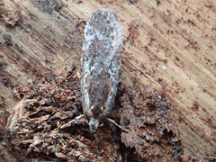 Agonopterix hypericella