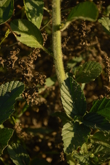 Caperonia castaneifolia