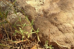 Brachyscome aculeata