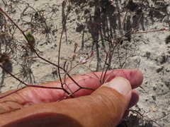Limonium anthericoides