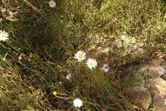 Brachyscome aculeata