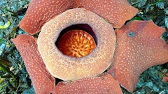 Rafflesia
