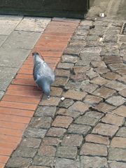 Columba livia domestica