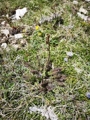 Pedicularis gyroflexa