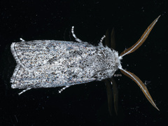 Cryptophasa irrorata