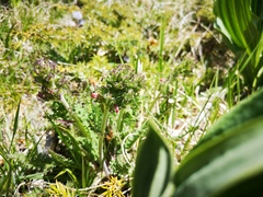 Pedicularis gyroflexa
