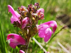 Pedicularis gyroflexa