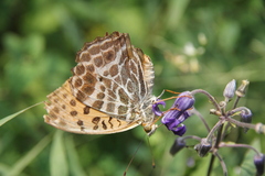 Argynnis zenobia