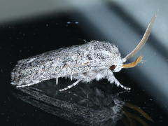 Cryptophasa irrorata