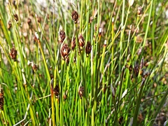 Schoenus nigricans