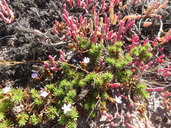 Limonium kraussianum