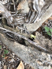 Echidnopsis insularis