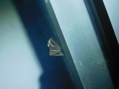 Abantiades latipennis