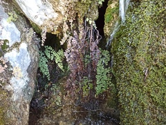 Adiantum capillus-veneris