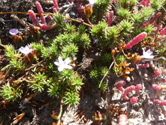 Limonium kraussianum