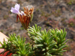 Limonium kraussianum