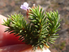Limonium kraussianum