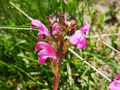 Pedicularis gyroflexa