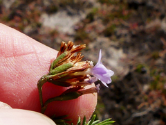 Limonium kraussianum