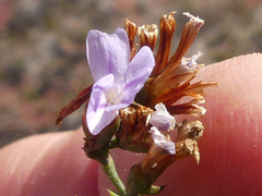 Limonium kraussianum