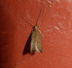Lecithocera